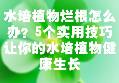 水培植物烂根怎么办？5个实用技巧让你的水培植物健康生长