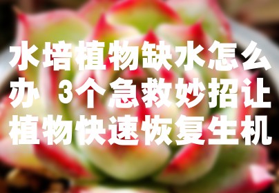 水培植物缺水怎么办 3个急救妙招让植物快速恢复生机