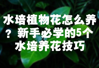 水培植物花怎么养？新手必学的5个水培养花技巧