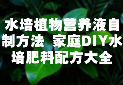 水培植物营养液自制方法 家庭DIY水培肥料配方大全