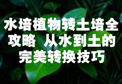 水培植物转土培全攻略 从水到土的完美转换技巧