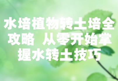水培植物转土培全攻略 从零开始掌握水转土技巧