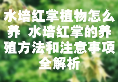 水培红掌植物怎么养 水培红掌的养殖方法和注意事项全解析