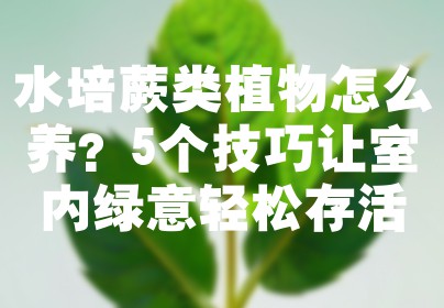水培蕨类植物怎么养？5个技巧让室内绿意轻松存活