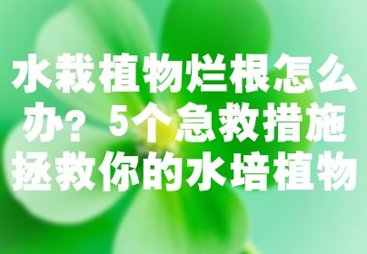 水栽植物烂根怎么办？5个急救措施拯救你的水培植物