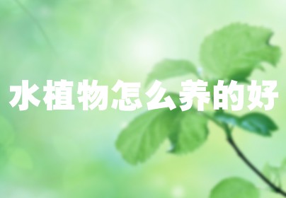 水植物怎么养的好