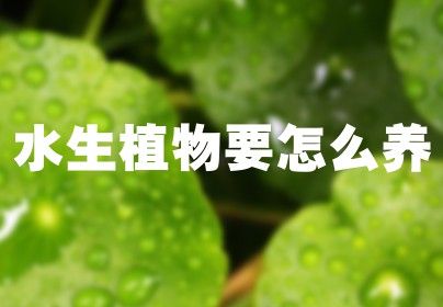 水生植物要怎么养