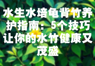 水生水培龟背竹养护指南：5个技巧让你的水竹健康又茂盛