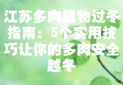 江苏多肉植物过冬指南：5个实用技巧让你的多肉安全越冬