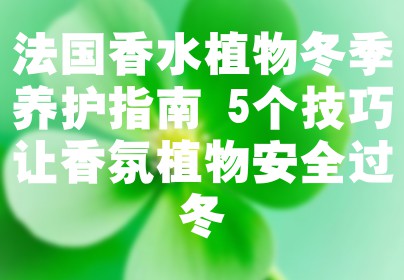 法国香水植物冬季养护指南 5个技巧让香氛植物安全过冬