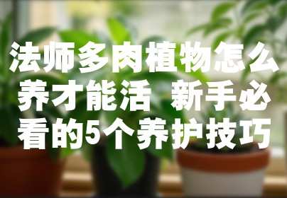 法师多肉植物怎么养才能活 新手必看的5个养护技巧