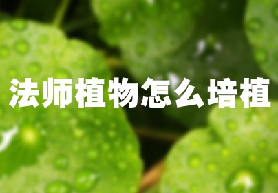 法师植物怎么培植
