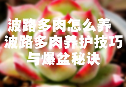 波路多肉怎么养 波路多肉养护技巧与爆盆秘诀