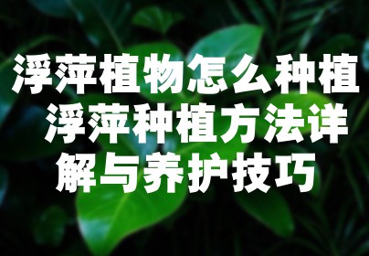 浮萍植物怎么种植 浮萍种植方法详解与养护技巧