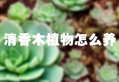 清香木植物怎么养