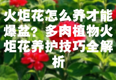 火炬花怎么养才能爆盆？多肉植物火炬花养护技巧全解析
