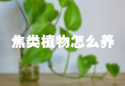 焦类植物怎么养