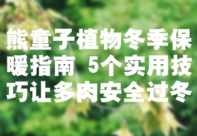 熊童子植物冬季保暖指南 5个实用技巧让多肉安全过冬