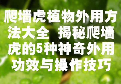 爬墙虎植物外用方法大全 揭秘爬墙虎的5种神奇外用功效与操作技巧