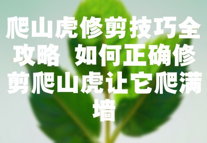 爬山虎修剪技巧全攻略 如何正确修剪爬山虎让它爬满墙