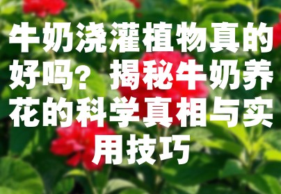 牛奶浇灌植物真的好吗？揭秘牛奶养花的科学真相与实用技巧