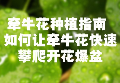牵牛花种植指南 如何让牵牛花快速攀爬开花爆盆