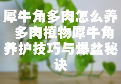 犀牛角多肉怎么养 多肉植物犀牛角养护技巧与爆盆秘诀