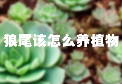 狼尾该怎么养植物