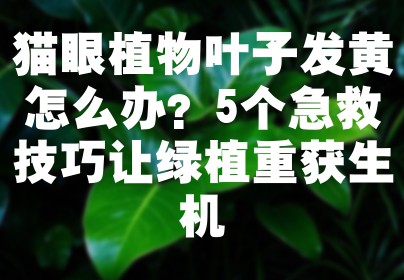 猫眼植物叶子发黄怎么办？5个急救技巧让绿植重获生机