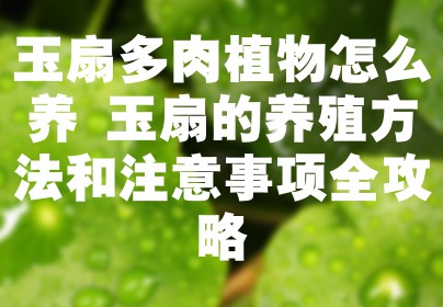 玉扇多肉植物怎么养 玉扇的养殖方法和注意事项全攻略