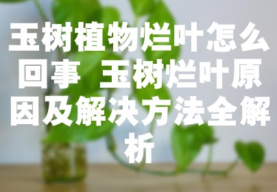 玉树植物烂叶怎么回事 玉树烂叶原因及解决方法全解析
