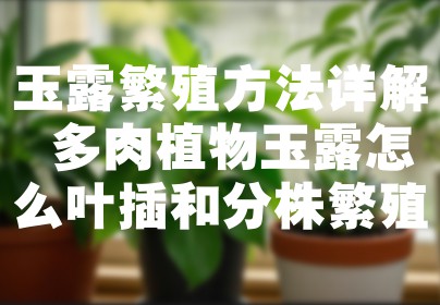玉露繁殖方法详解 多肉植物玉露怎么叶插和分株繁殖