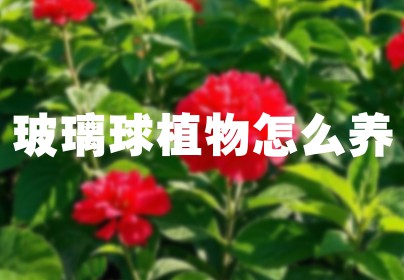 玻璃球植物怎么养