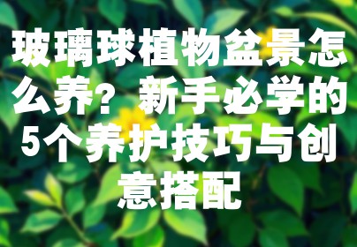 玻璃球植物盆景怎么养？新手必学的5个养护技巧与创意搭配