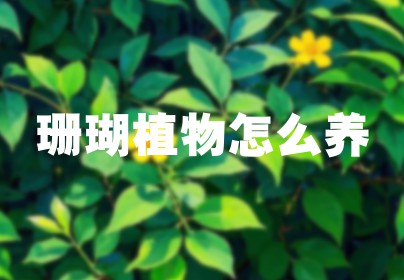 珊瑚植物怎么养