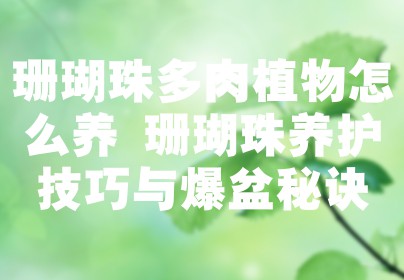 珊瑚珠多肉植物怎么养 珊瑚珠养护技巧与爆盆秘诀