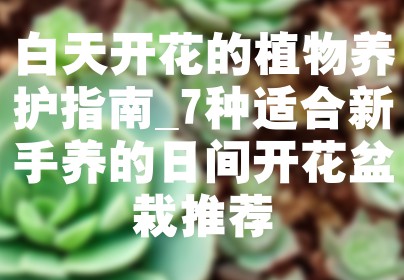 白天开花的植物养护指南_7种适合新手养的日间开花盆栽推荐