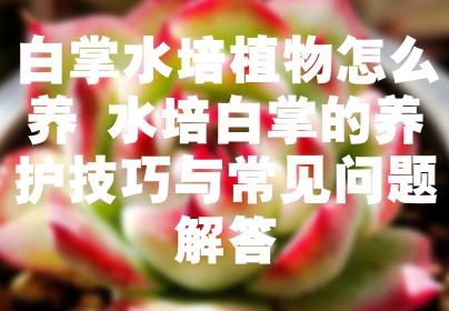 白掌水培植物怎么养 水培白掌的养护技巧与常见问题解答