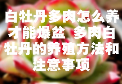 白牡丹多肉怎么养才能爆盆 多肉白牡丹的养殖方法和注意事项