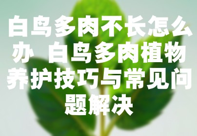 白鸟多肉不长怎么办 白鸟多肉植物养护技巧与常见问题解决