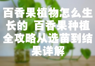 百香果植物怎么生长的 百香果种植全攻略从选苗到结果详解