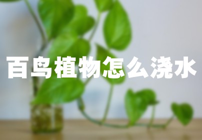 百鸟植物怎么浇水