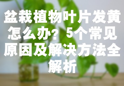 盆栽植物叶片发黄怎么办？5个常见原因及解决方法全解析