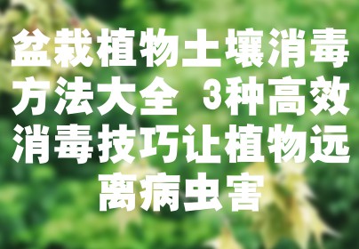 盆栽植物土壤消毒方法大全 3种高效消毒技巧让植物远离病虫害