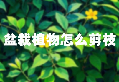 盆栽植物怎么剪枝
