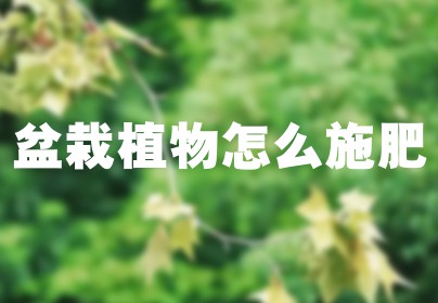 盆栽植物怎么施肥