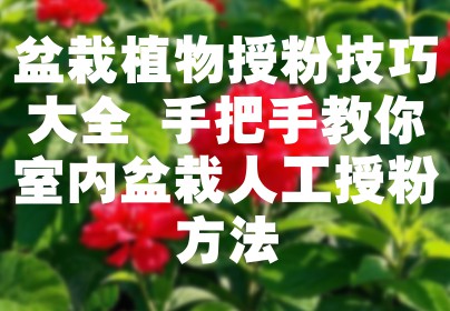 盆栽植物授粉技巧大全 手把手教你室内盆栽人工授粉方法