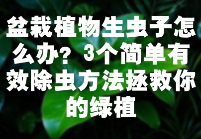 盆栽植物生虫子怎么办？3个简单有效除虫方法拯救你的绿植