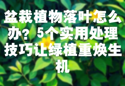 盆栽植物落叶怎么办？5个实用处理技巧让绿植重焕生机