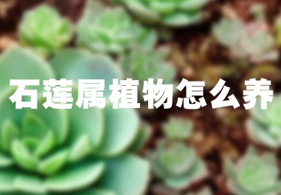 石莲属植物怎么养
